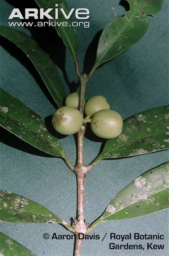 Coffea abbayesii - listy a plody